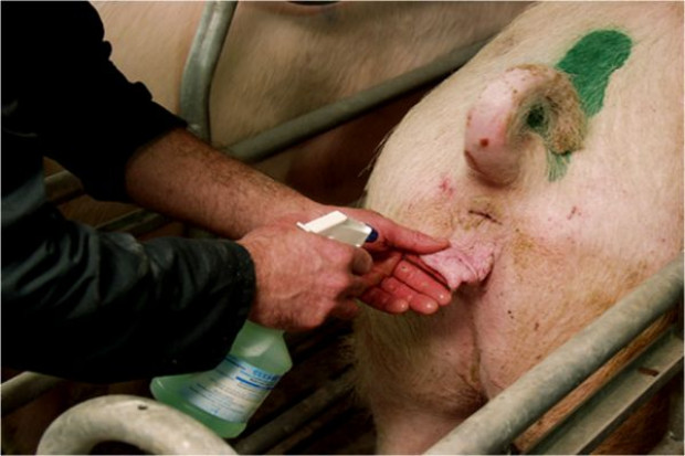 Skuteczna inseminacja