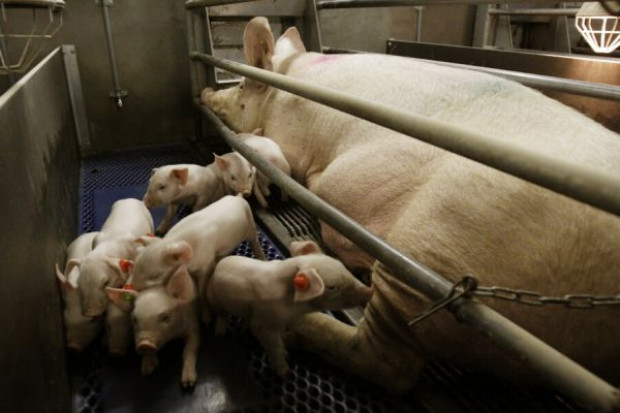 fot. farmer Pomór świń straszy UE