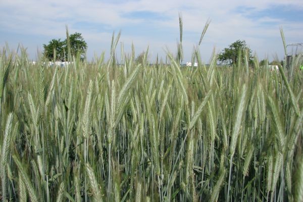 fot. farmer.pl Żyto konsumpcyjne w takiej samej cenie jak pszenica