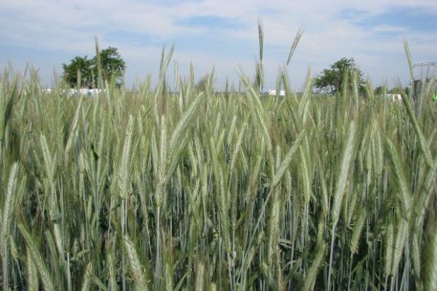 fot. farmer.pl Żyto konsumpcyjne w takiej samej cenie jak pszenica