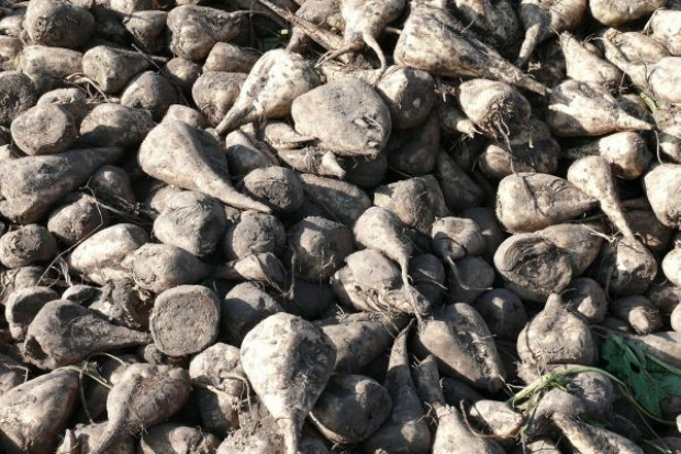 fot. farmer.pl KSC płaci za tonę buraków 140 zł netto
