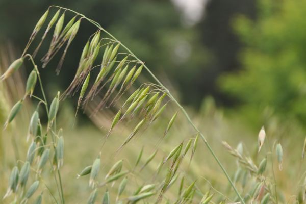 http://pliki.farmer.pl/i/01/07/23/010723_600.jpg