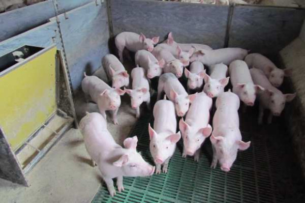 fot. farmer.pl Zmniejszyć ryzyko wyniszczenia prosiąt
