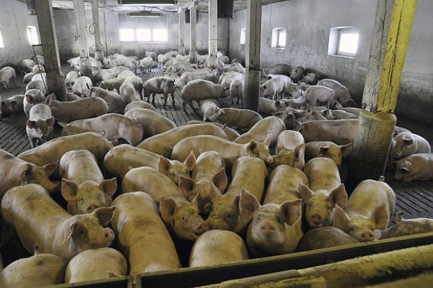 fot. farmer.pl Skuteczne i bardziej skuteczne zioła