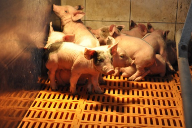 fot. farmer.pl Koniec krajowej produkcji prosiąt?