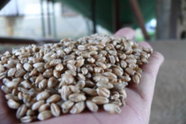 fot. farmer.pl ARR przyjmuje wnioski o dopłaty do materiału siewnego