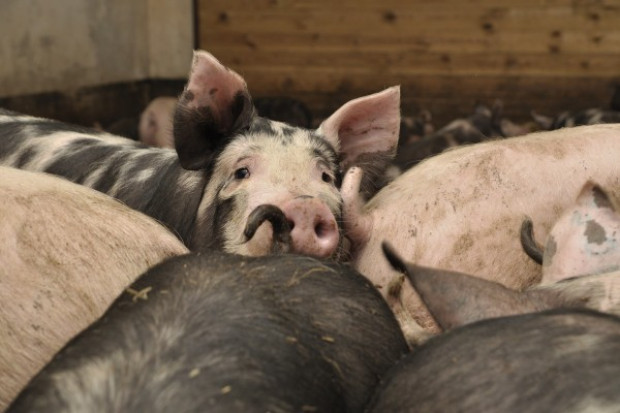 fot. farmer.pl Prawo, które ogranicza rozwój produkcji świń