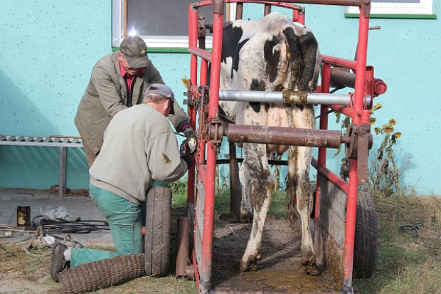 Poskramianie – komfort krowy i korektora