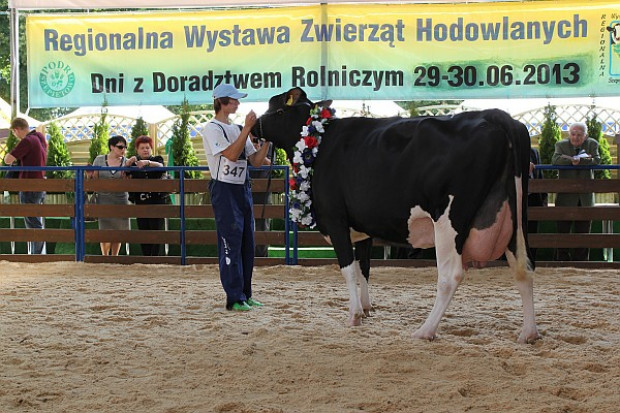 Goldwyn, Offroad i Kantora - królewskie połączenie