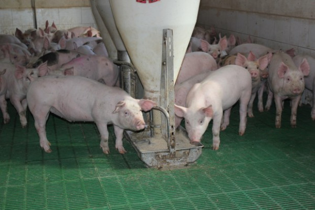 fot. farmer.pl Podejrzenie nielegalnej produkcji mączek mięsno-kostnych