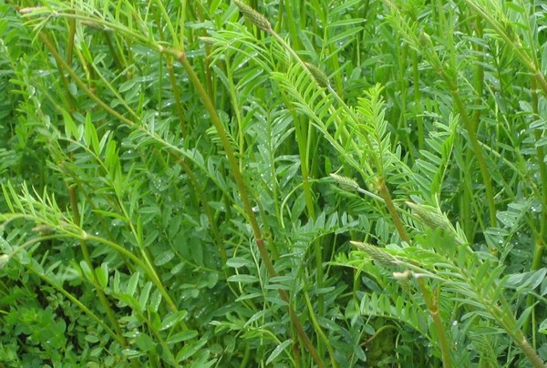 Esparceta siewna â Onobrychis viciaefolia Esparceta siewna - wszechstronna roślina uprawna