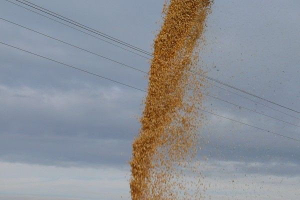 Pora dnia a wilgotność kukurydzy