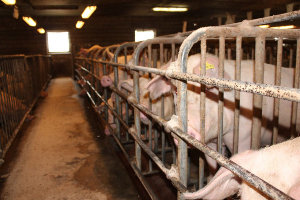 fot. id Choice Genetics: Jakość nasienia do inseminacji loch ważna dla rolników