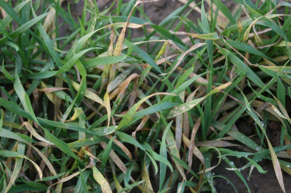 Fot.1. Plantacja pszenicy jesienią silnie porażona chorobami