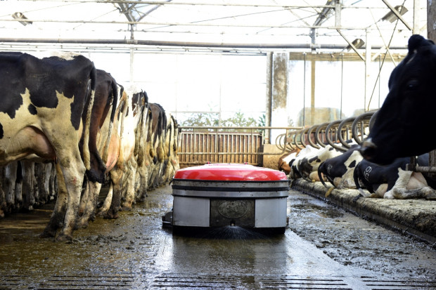Nowy robot sprzątający zbiera odchody do zbiornika po czym wyrzuca je w określonym miejscu, fot.Lely Robot do porządków w oborach z pełną posadzką