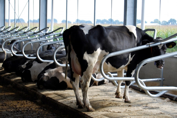 Łóżko wodne dopasowuje się kształtem do ciała krowy zapewniając jej wygodę podczas wypoczynku,fot.SmartAgro Komfort krowy na legowisku jest priorytetem