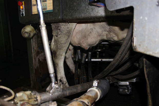System mastitis detection index, ułatwia kontrolę występowania zapaleń wymienia u krów mlecznychfot. Ł. Głuchowski DeLaval: Jak w łatwy sposób kontrolować mastitis w stadzie?