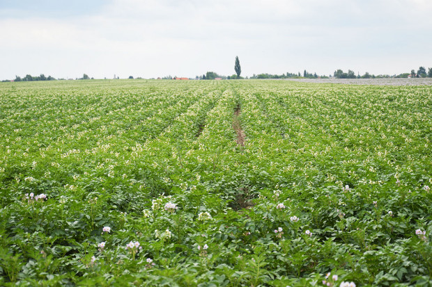 Pojawienie się zarazy ziemniaka, której sprawcą jest grzyb Phytophthora infestans, zależy przede wszystkim od warunków klimatyczno-glebowych Zwalczanie zarazy ziemniaka