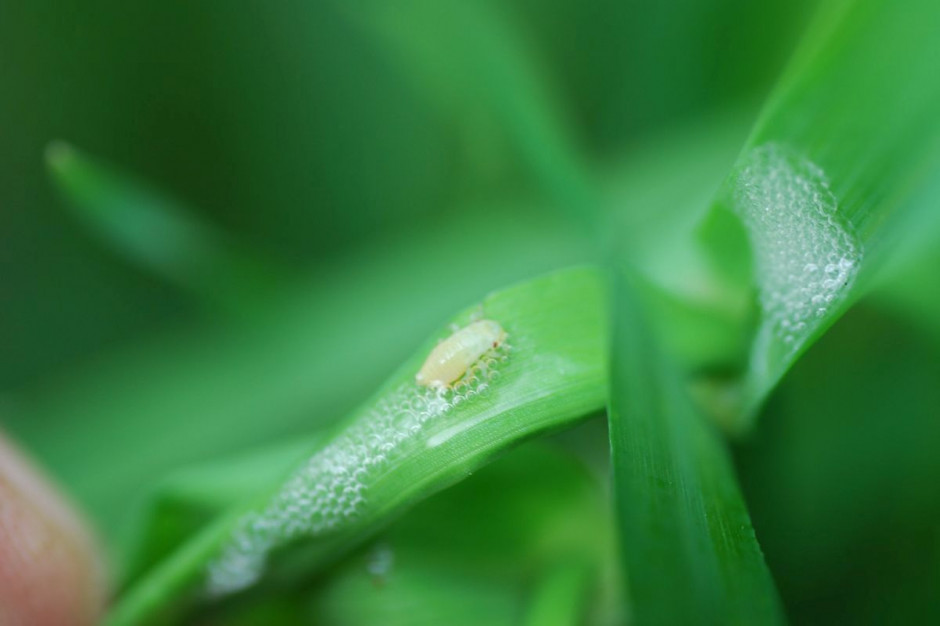 Do cieczy roboczej dodałem też insektycyd o działaniu systemicznym na mszyce. Pojawiło się sporo pienika ślinianki