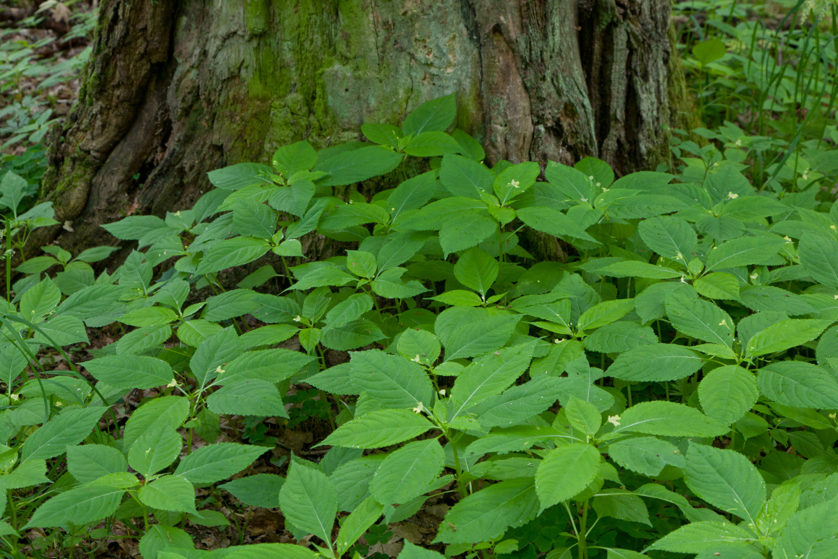 6075 gatunków jest obecnie udokumentowanych jako inwazyjne. Na fotografii niecierpek drobnokwiatowy (Impatiens parviflora)
