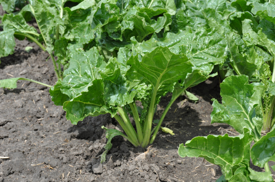 Mszyce Na Plantacjach Buraka Cukrowego