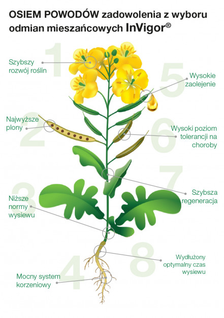 Odmiany Rzepaku Ozimego Invigor