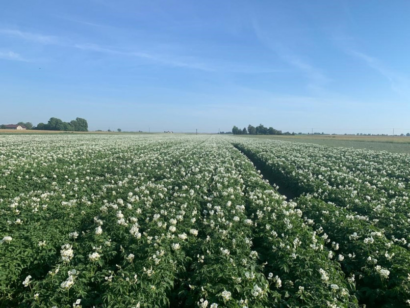 Uprawa ziemniaków rozpoczęcie sezonu z PROCAM