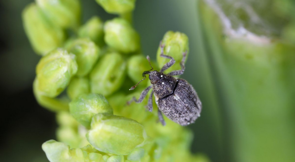 Skuteczna Ochrona Insektycydowa Rzepaku