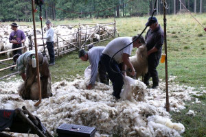Samorząd daje pieniądze na hodowlę owiec