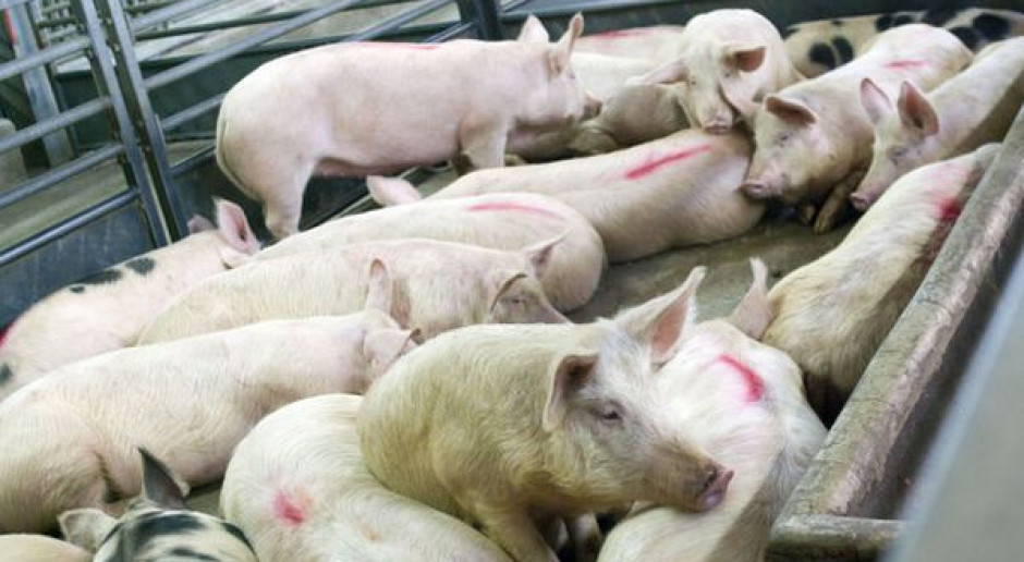 Znieść zakaz mączki zwierzęcej w paszach dla świń i drobiu