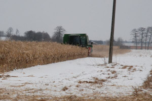 Zimowe zbiory kukurydzy