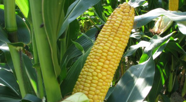 Więcej kukurydzy w nowym sezonie