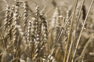 Światowy rynek zbóż uzależniony od Rosji? 