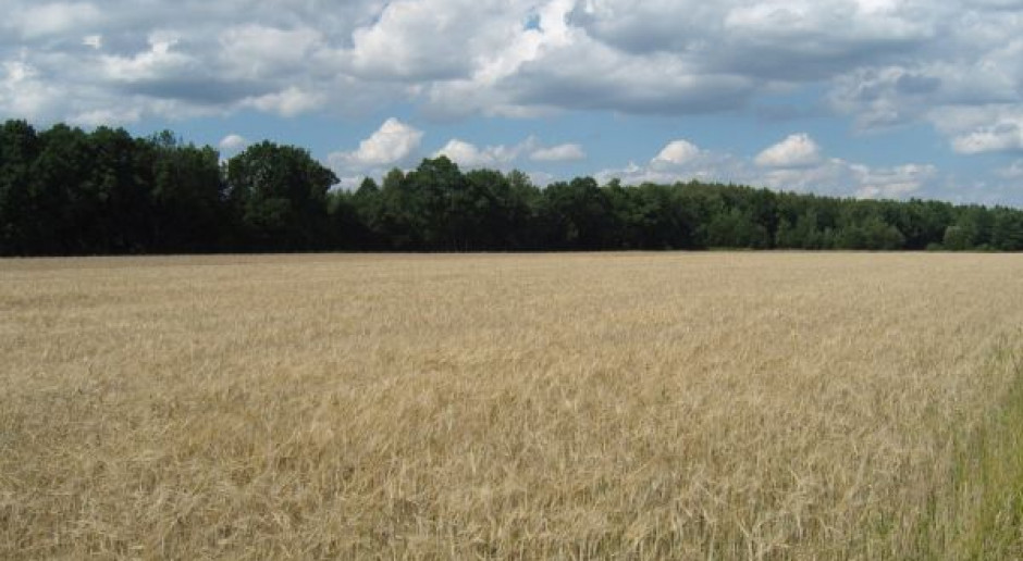 Rośnie ilość ubezpieczeń suszowych