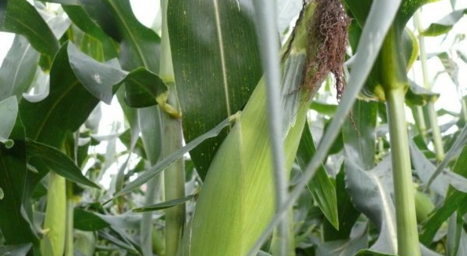 Kukurydza wrażliwa na globalne ocieplenie