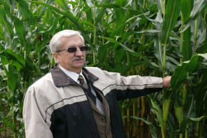Mróz zagroził niektórym plantacjom kukurydzy