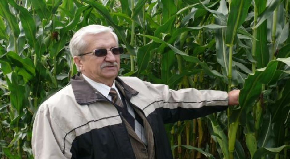 Mróz zagroził niektórym plantacjom kukurydzy