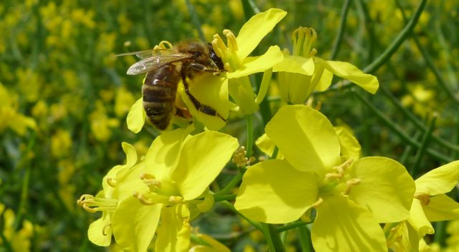 Co jest przyczyną wymierania pszczół?
