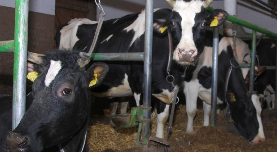 Monitorowanie kulawizn u krów mlecznych