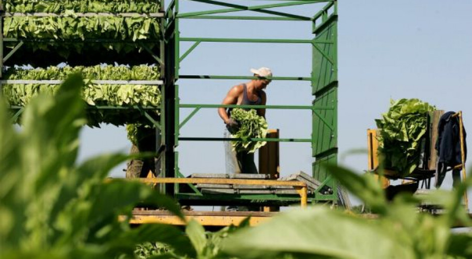 Rzeczpospolita: Koniec świata plantatorów tytoniu