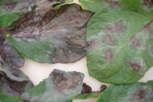 Zaraza i alternarioza &#8211; najgroźniejsze choroby ziemniaków