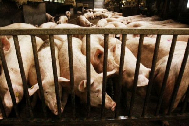 Zakaz przywozu świń z Litwy