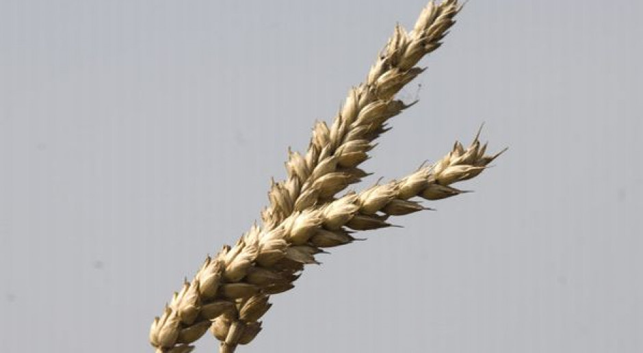 Na giełdach ceny zbóż spadają