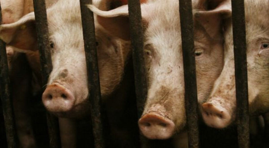 Nowa klasyfikacja tusz nie wyrządzi szkody producentom świń