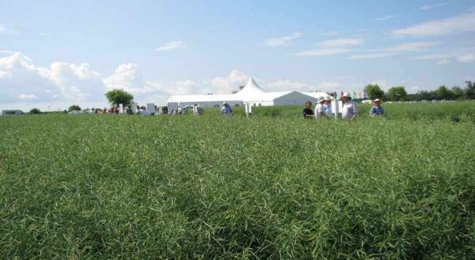 Zalecane odmiany rzepaku w 2011 r.