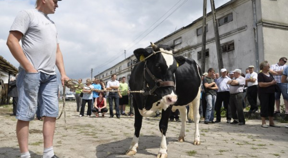 Średnio 4800 zł za jałówki w Czarnocinie