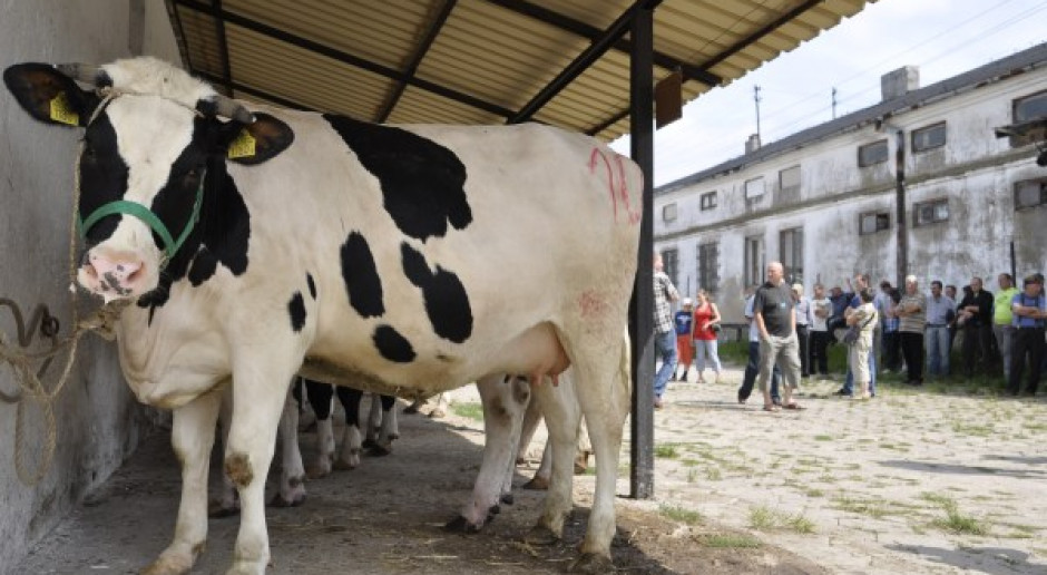 Wieloletnia tradycja aukcji jałówek w województwie łódzkim
