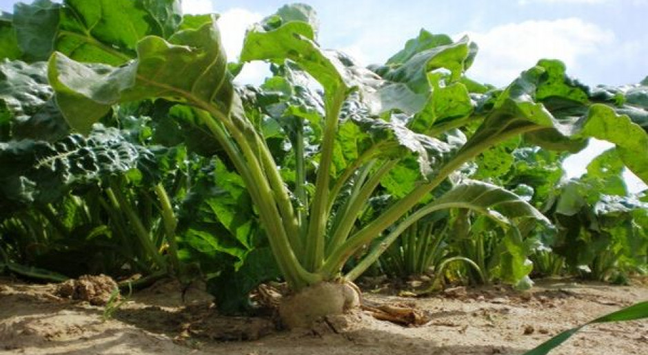 Umowy plantatorów buraków cukrowych do zmiany