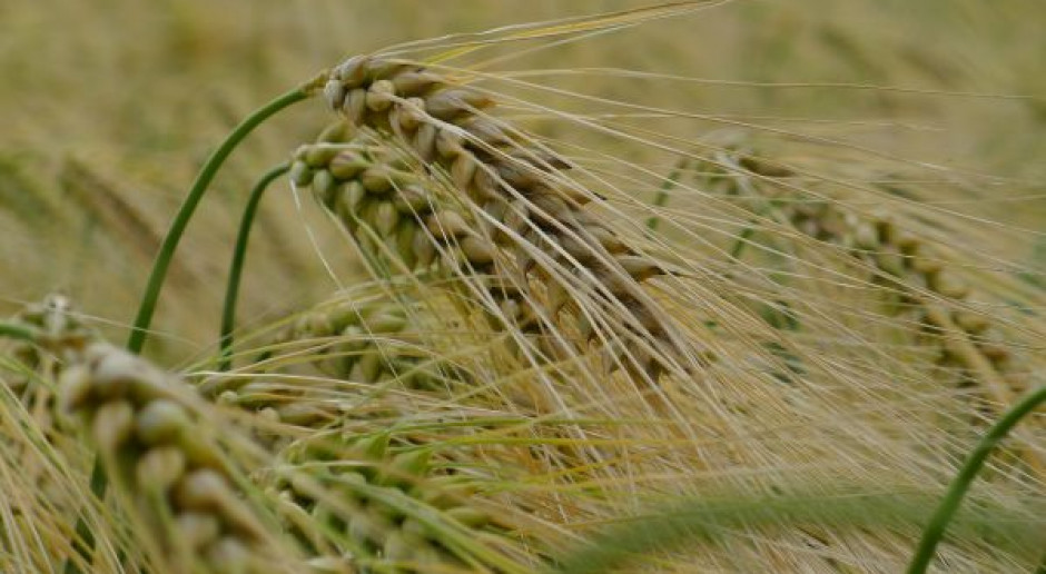 Agrotechnika jęczmienia hybrydowego