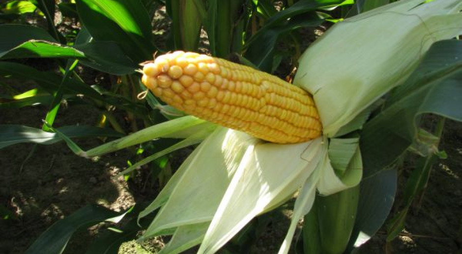 Polska wznawia debatę o GMO